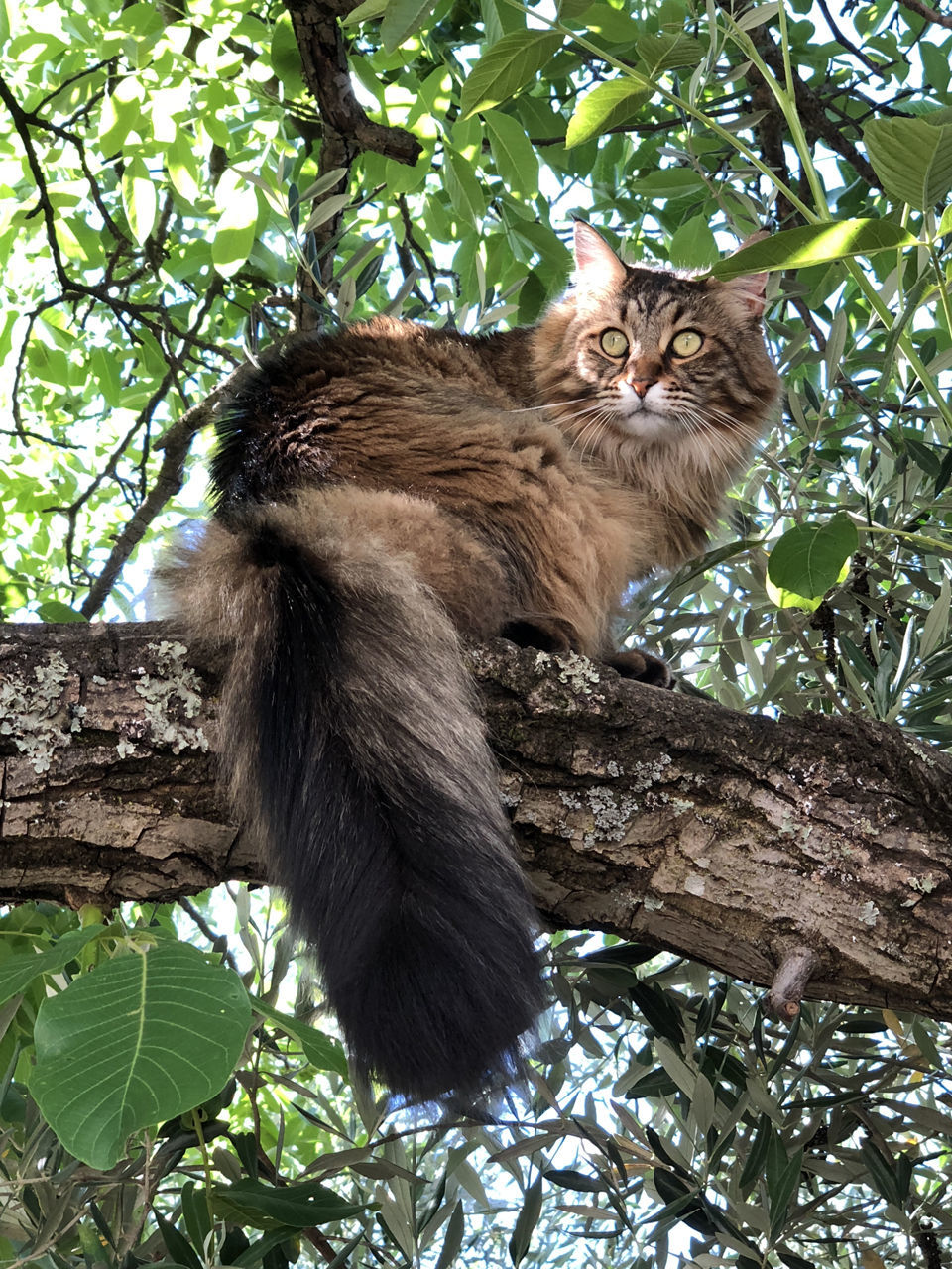 Pic of the Litter: Allegria